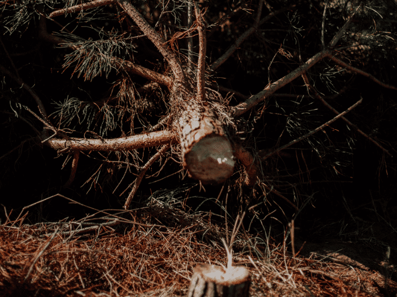 Der Weihnachtsbaumanbau in Deutschland