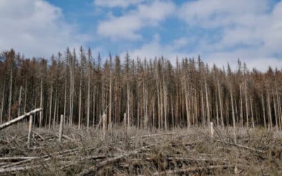 Der Zustand des deutschen Waldes 2019