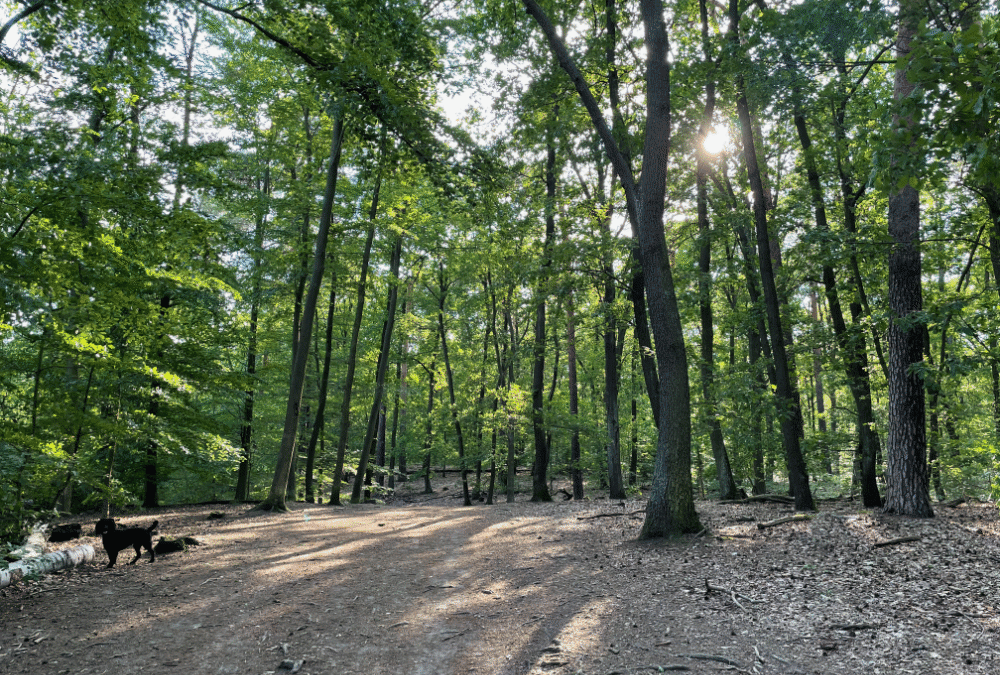 Warum sollte man den Wald umstrukturieren?