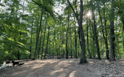 Warum sollte man den Wald umstrukturieren?