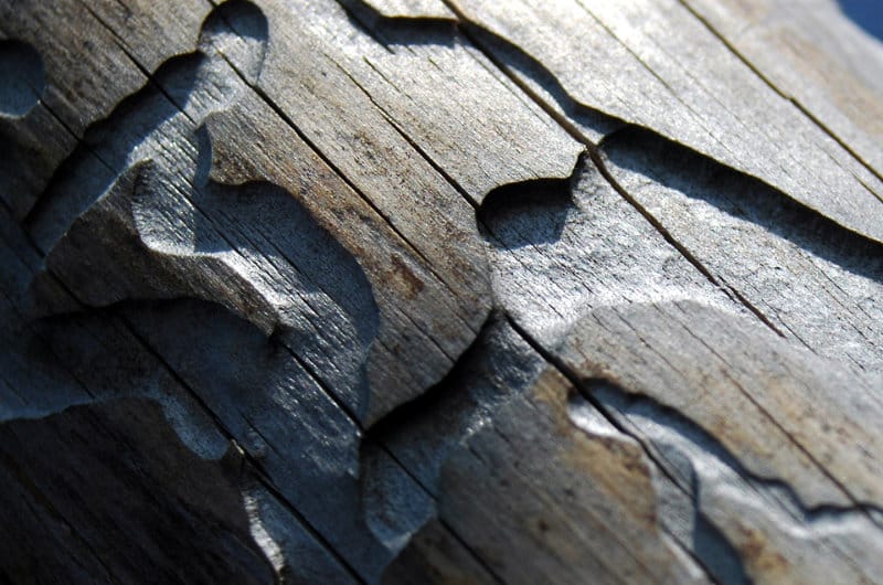 Ein stück totes Holz mit Gängen vom Borkenkäfer