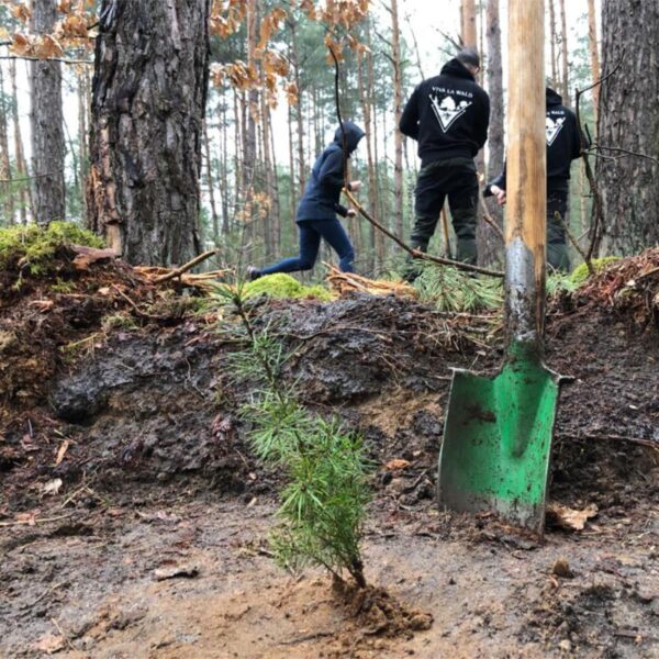 Ein frisch gepflanzter Baumsetzling im Wald mit einer Schaufel im Vordergrund und Mitgliedern von Viva la Wald im Hintergrund.