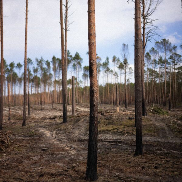 Zerstörtes Waldstück in Beelitz, das durch einen Waldbrand beschädigt wurde und nun im Rahmen des Projekts von Viva la Wald und Franky Tree wieder aufgeforstet wird.