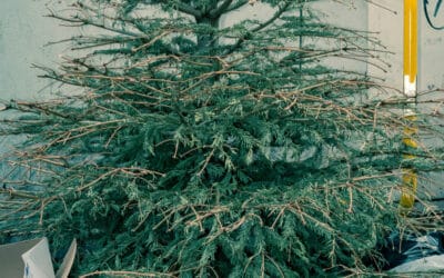 Alternativen zum traditionellen Weihnachtsbaum